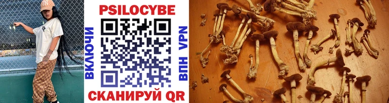 Купить где Барнаул Псилоцибиновые грибы Psilocybe